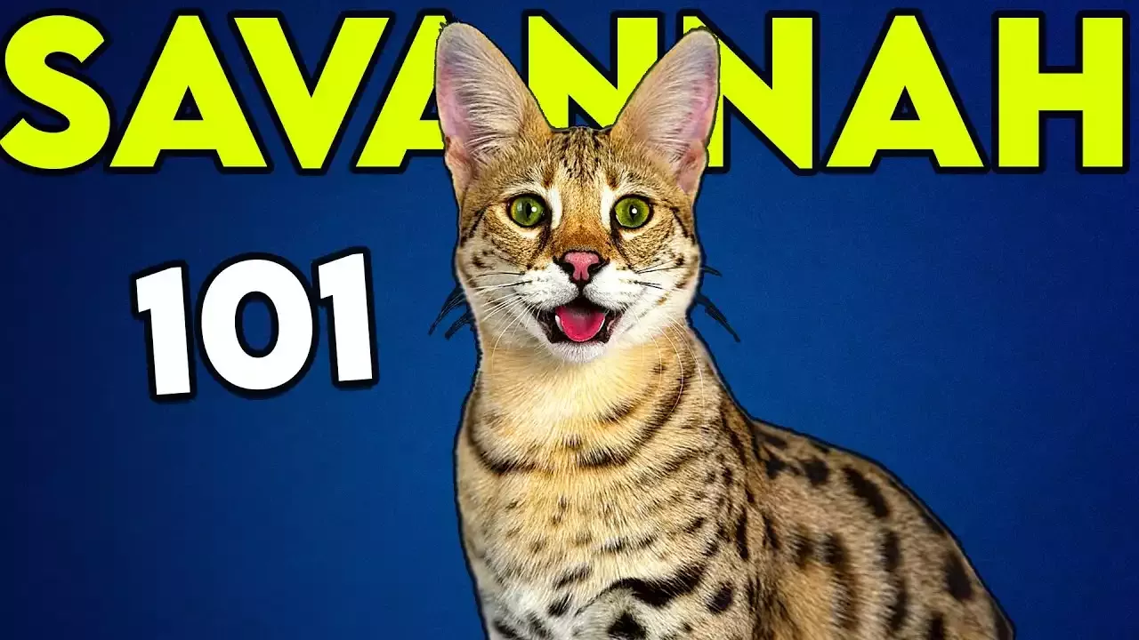 General Care of a Savannah Cat